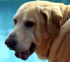Labrador-Shankly